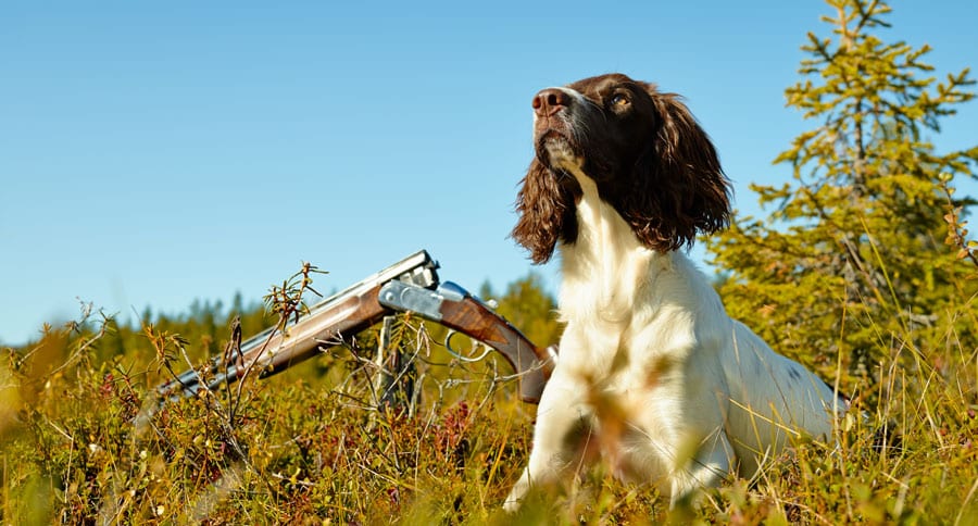 hunting dog breeds