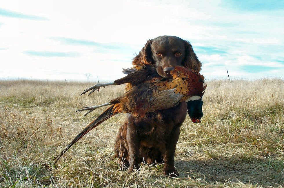 hunting dog breeds