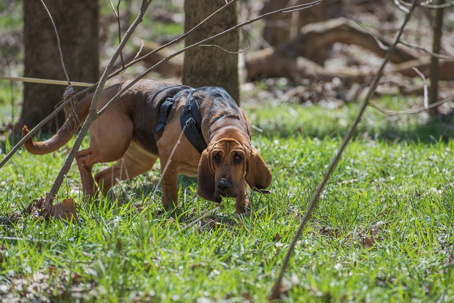 hunting dog breeds