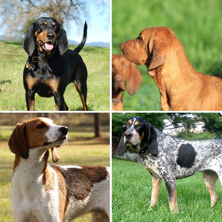 hunting dog breeds