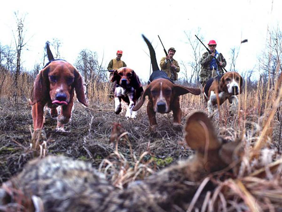 hunting dog breeds