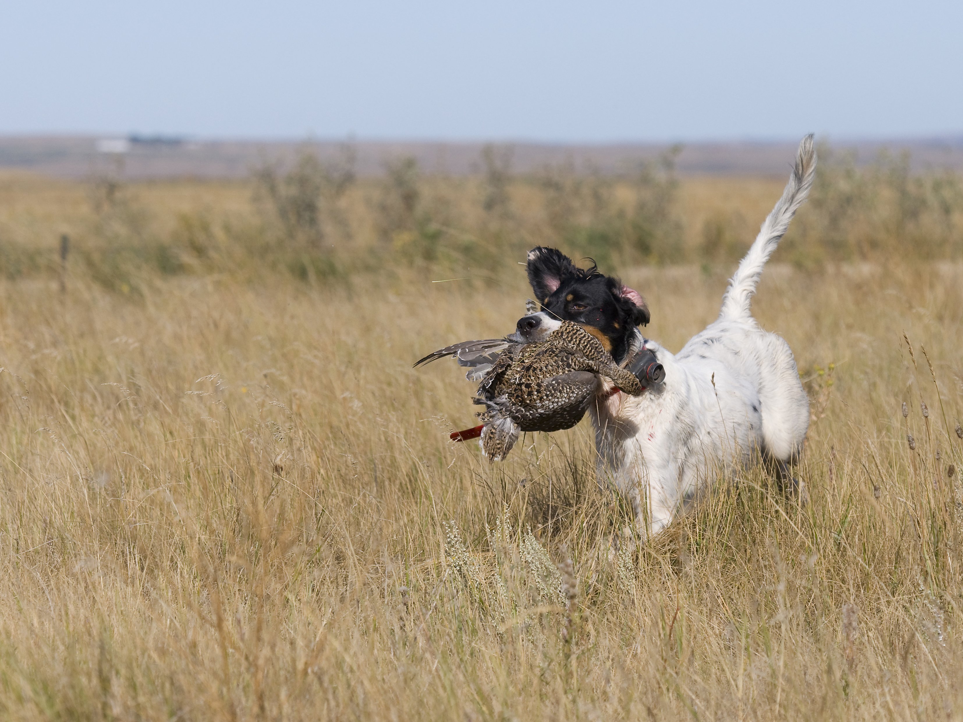 hunting dog breeds