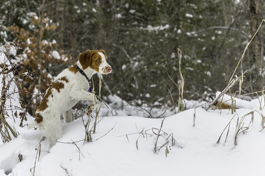 hunting dog breeds