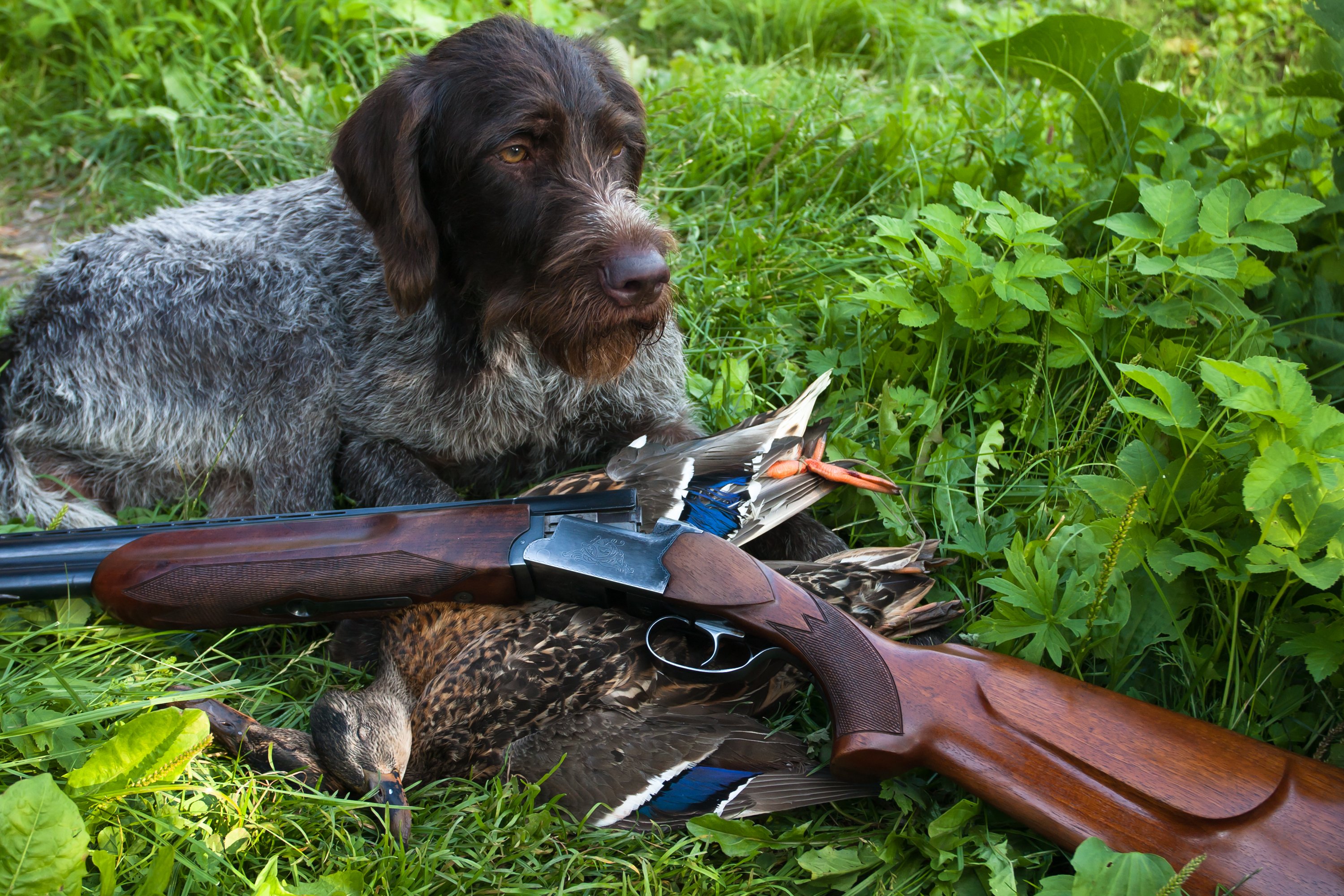 hunting dog breeds