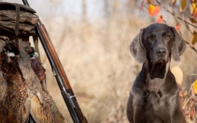 Gun Dog Hall of Fame: The 20 Best Hunting Breeds to Hit the Field