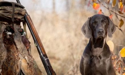 Gun Dog Hall of Fame: The 20 Best Hunting Breeds to Hit the Field