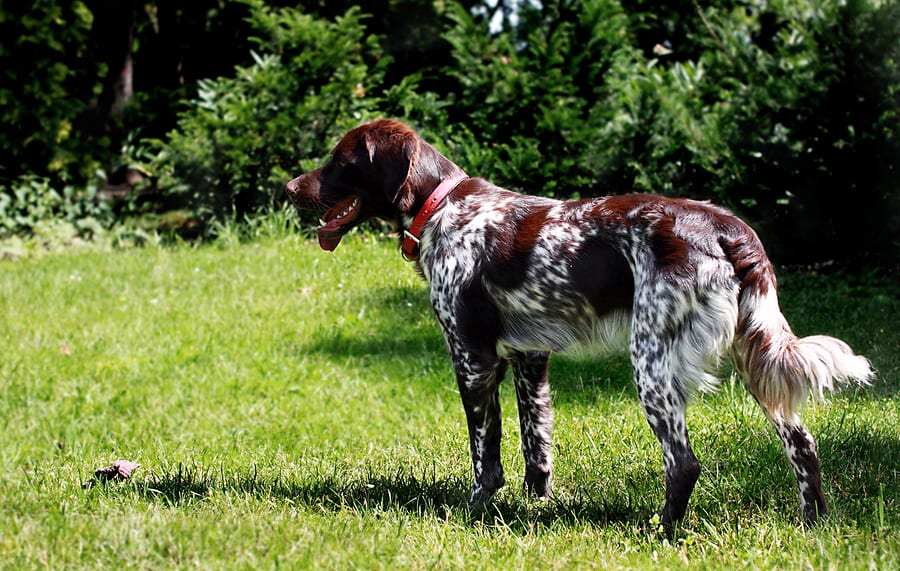 hunting dog breeds