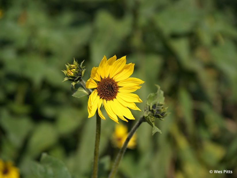 Flower image taken with the Hasselblad X1D II