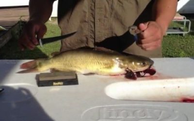 How to Clean Catfish the Easy Way