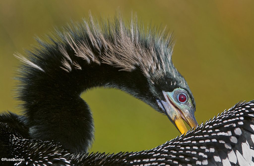 animal photography techniques