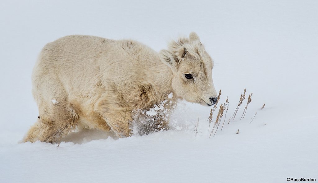 images of animals with impact