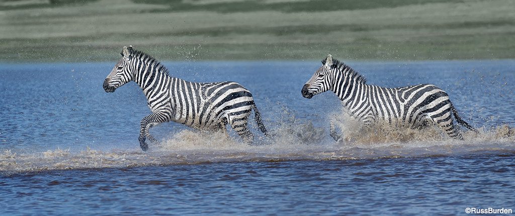 images of animals with impact