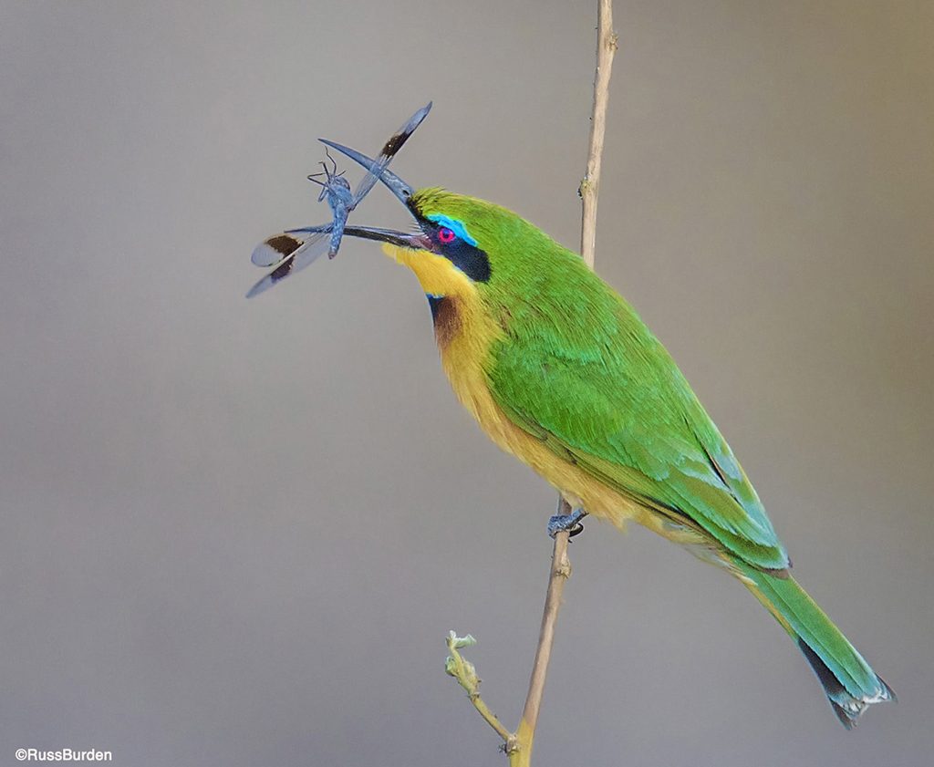 images of animals with impact