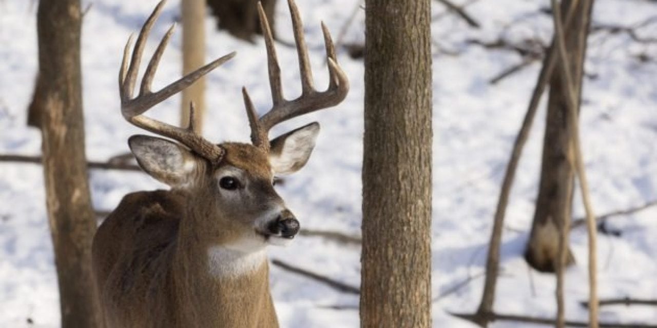How to Determine If You Have Too Many (or Not Enough) Deer on Your Property