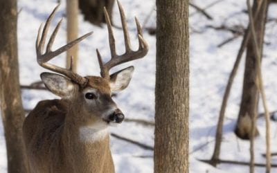 How to Determine If You Have Too Many (or Not Enough) Deer on Your Property
