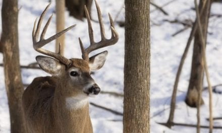 How to Determine If You Have Too Many (or Not Enough) Deer on Your Property