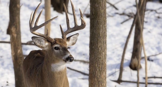 Deer on Your Property