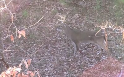 Hunter Bags Big Buck With a Glock 10mm