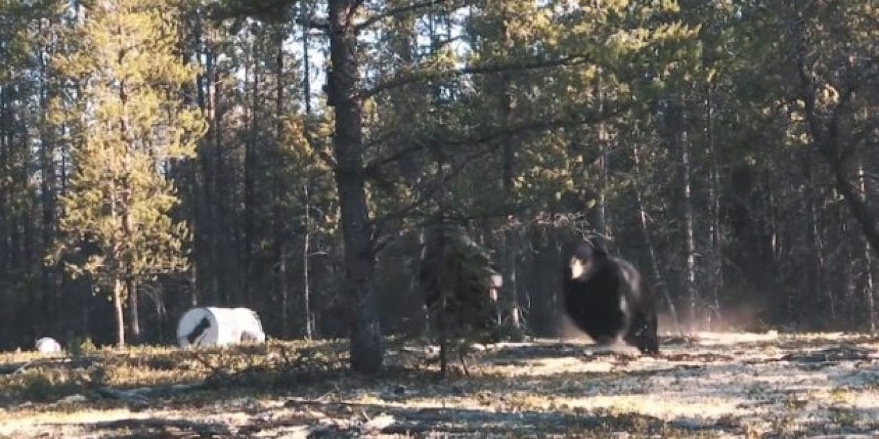 Hunter Gets Front-Row Seat to Saskatchewan Black Bear Fight