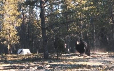 Hunter Gets Front-Row Seat to Saskatchewan Black Bear Fight