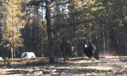 Hunter Gets Front-Row Seat to Saskatchewan Black Bear Fight