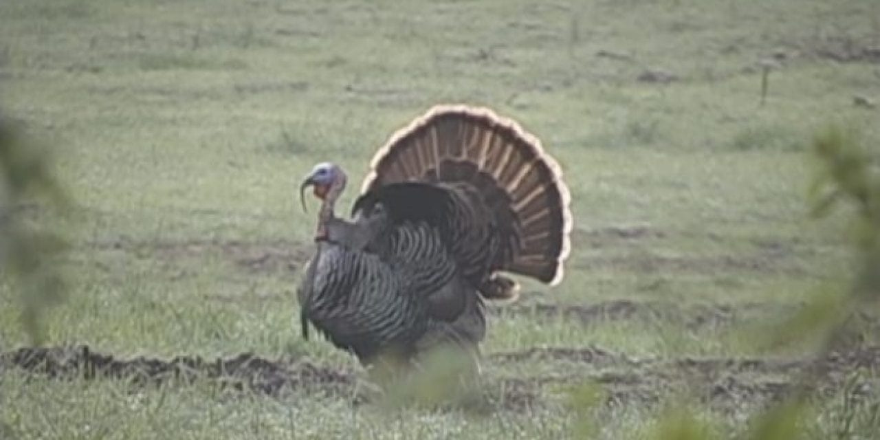 Hunter Takes an Impressive 3-Bearded Turkey