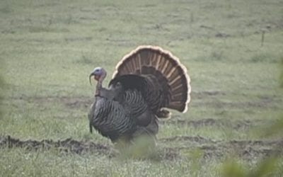 Hunter Takes an Impressive 3-Bearded Turkey
