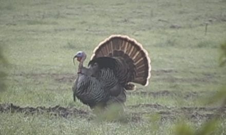 Hunter Takes an Impressive 3-Bearded Turkey