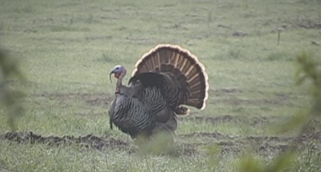 Watch Glenn Guess Take a 3 Bearded Turkey