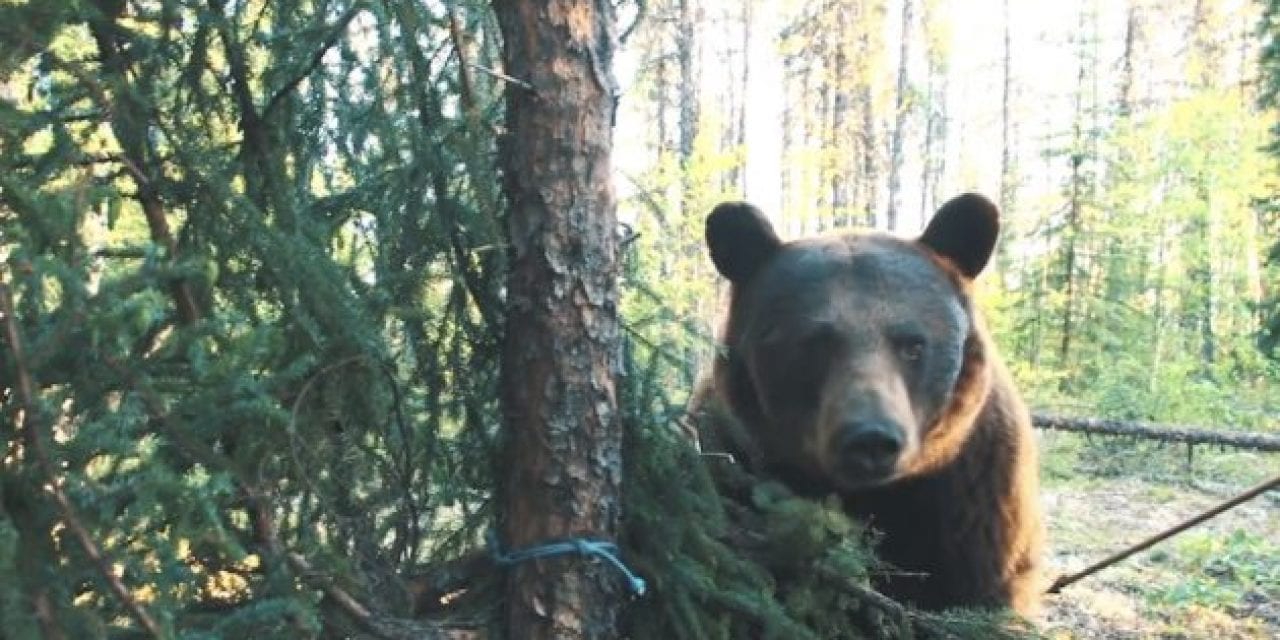 Hunter Was So Close to a Bear That It Touched His Arrow Before He Shot