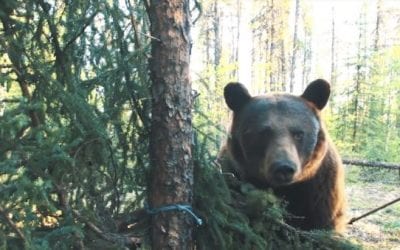 Hunter Was So Close to a Bear That It Touched His Arrow Before He Shot