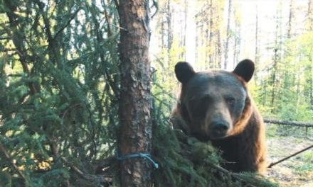 Hunter Was So Close to a Bear That It Touched His Arrow Before He Shot