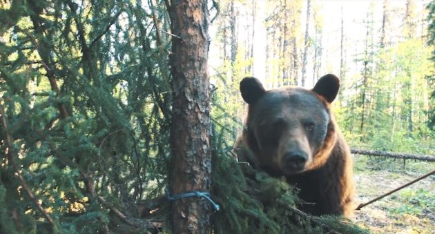 Have You Ever Been So Close To A Bear That You Touched the bear with Your Arrow