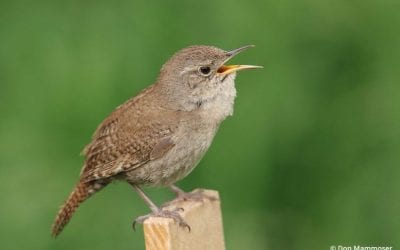In The Neighborhood: Wildlife Photography Near You