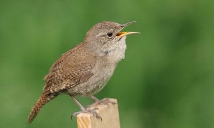 In The Neighborhood: Wildlife Photography Near You