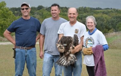 Just an Eagle