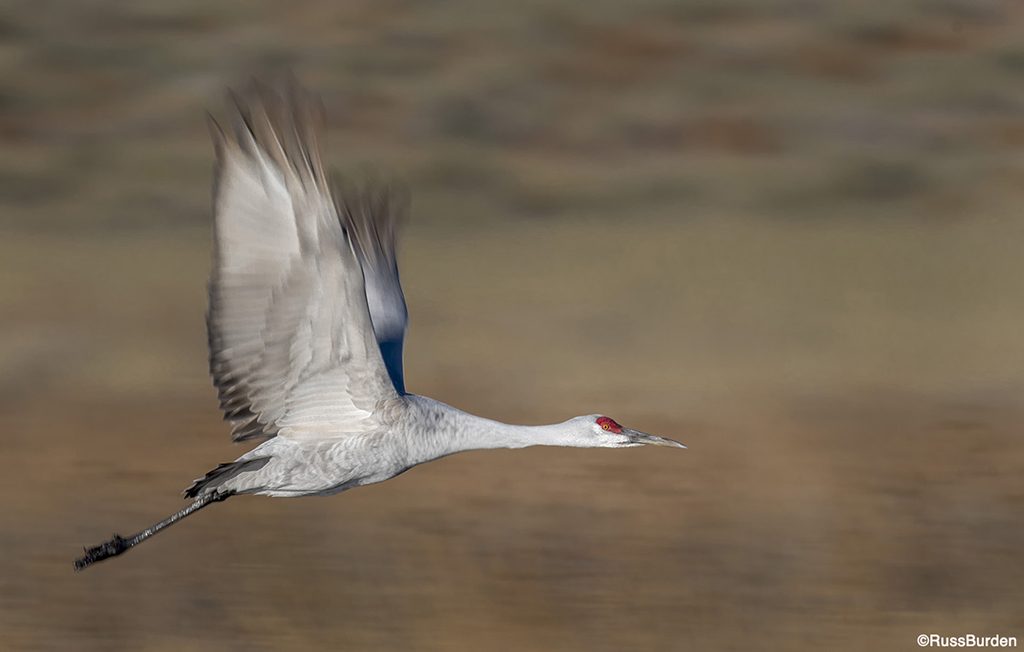 animal photography techniques