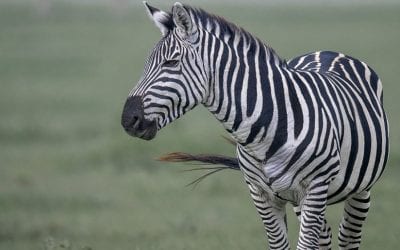 KISS The Animals, Part 1