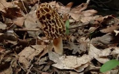 Life Cycle of a Morel Mushroom in a 1-Minute Time-Lapse
