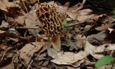 Life Cycle of a Morel Mushroom in a 1-Minute Time-Lapse