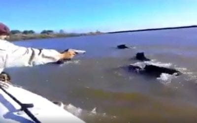 Man Shoots Swimming Boars From Moving Boat, Stirs Controversy
