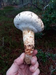 Matsutake Heaven - by Ryan Bouchard