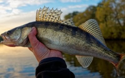 Michigan DNR Shuts Down Fishing Guides and Charters Until April Over COVID-19 Concerns