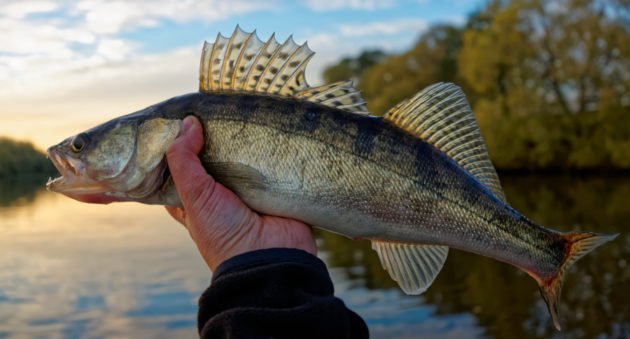 Michigan Fishing Charters