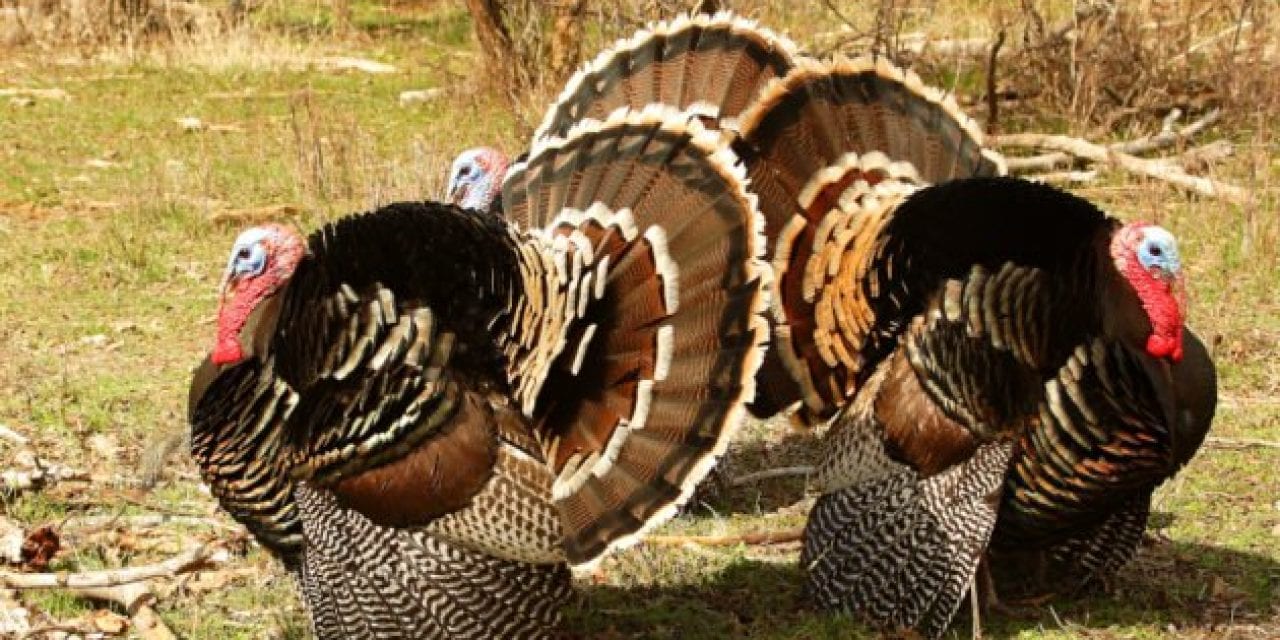 Mississippi Poachers Kill 100 Wild Turkeys, Face Hundreds of Charges