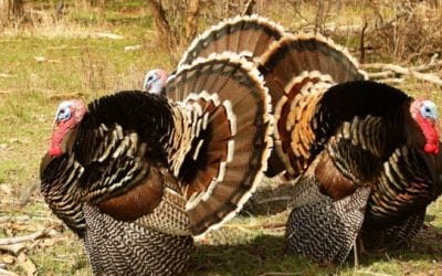 Mississippi Poachers Kill 100 Wild Turkeys, Face Hundreds of Charges
