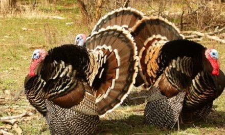 Mississippi Poachers Kill 100 Wild Turkeys, Face Hundreds of Charges
