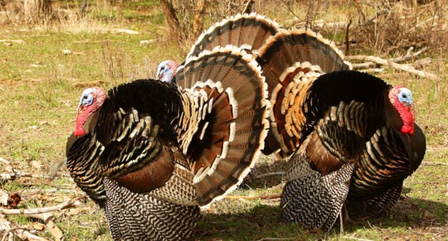 Turkey Poachers