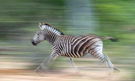 Motion Blur Assignment Winner Terrence Trevias