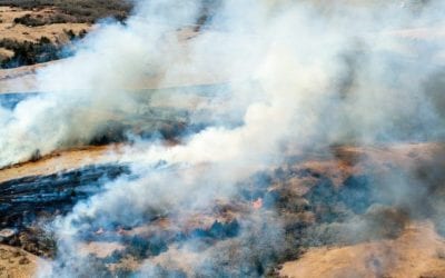 New Research on Eastern Redcedar